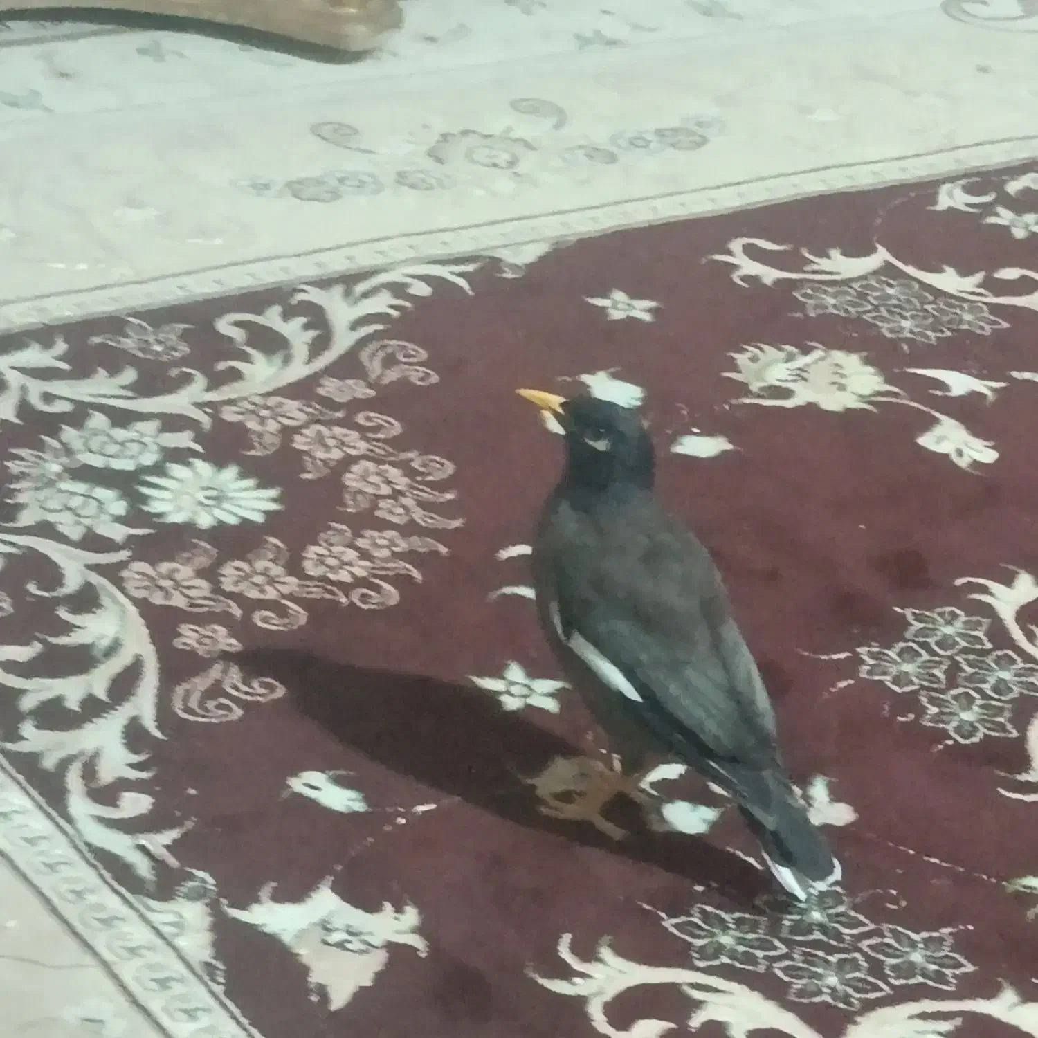 مینا خانگی1ساله|پرنده|فردیس, سرحد آباد|دیوار