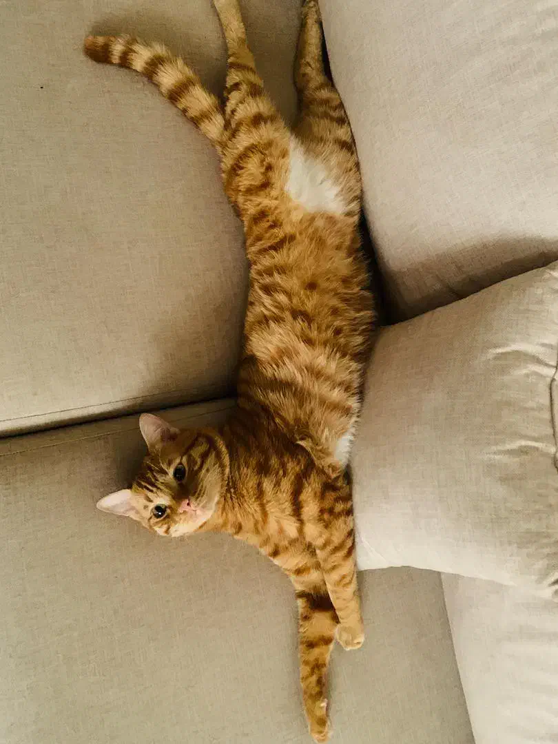 گربه گمشده|حیوانات|برازجان, |دیوار