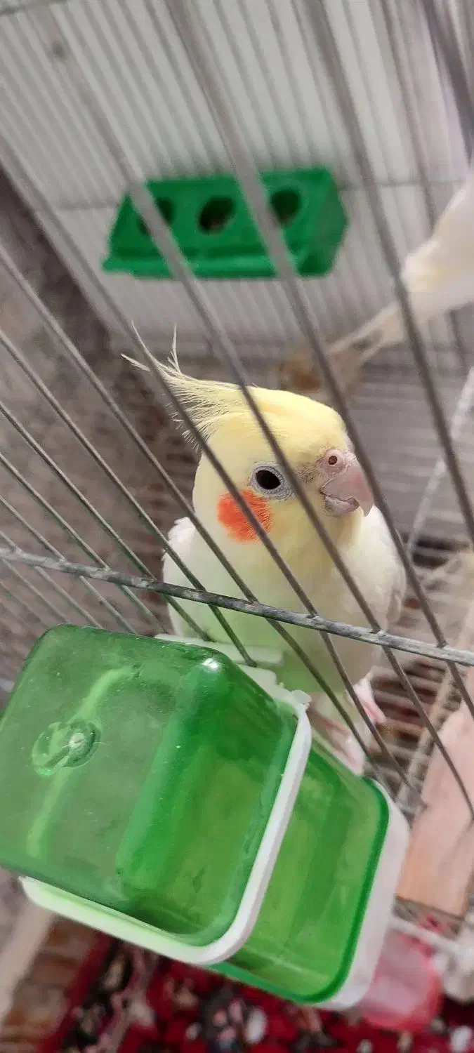 عروس پاریس|پرنده|کارون, |دیوار