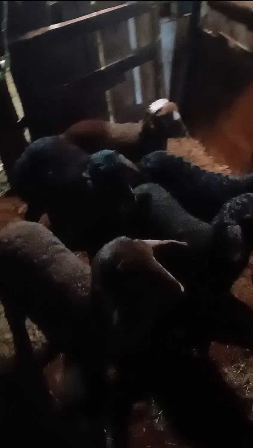 فروش بره|حیوانات مزرعه|اردبیل, |دیوار