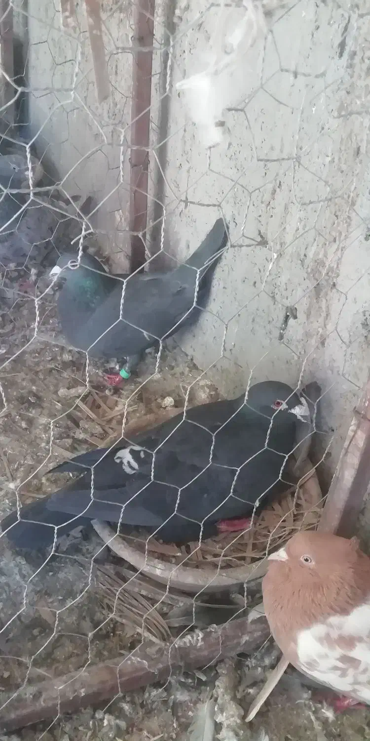 کبوتر|پرنده|شیراز, شهرک مهدیه|دیوار