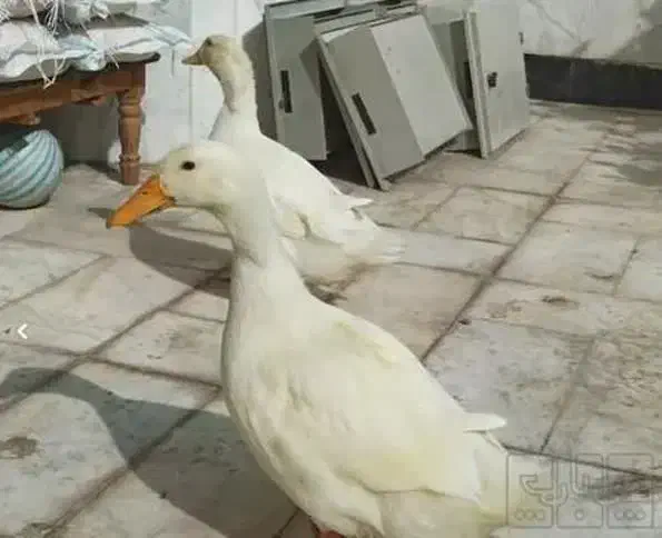 فروش اردک|پرنده|برازجان, |دیوار