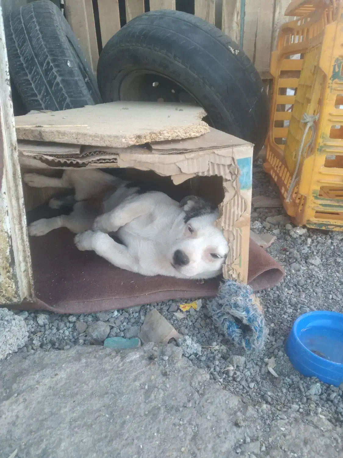 توله پیت بول واکسن خورده ۶۵ روزه|سگ|رباط‌کریم, الارد|دیوار