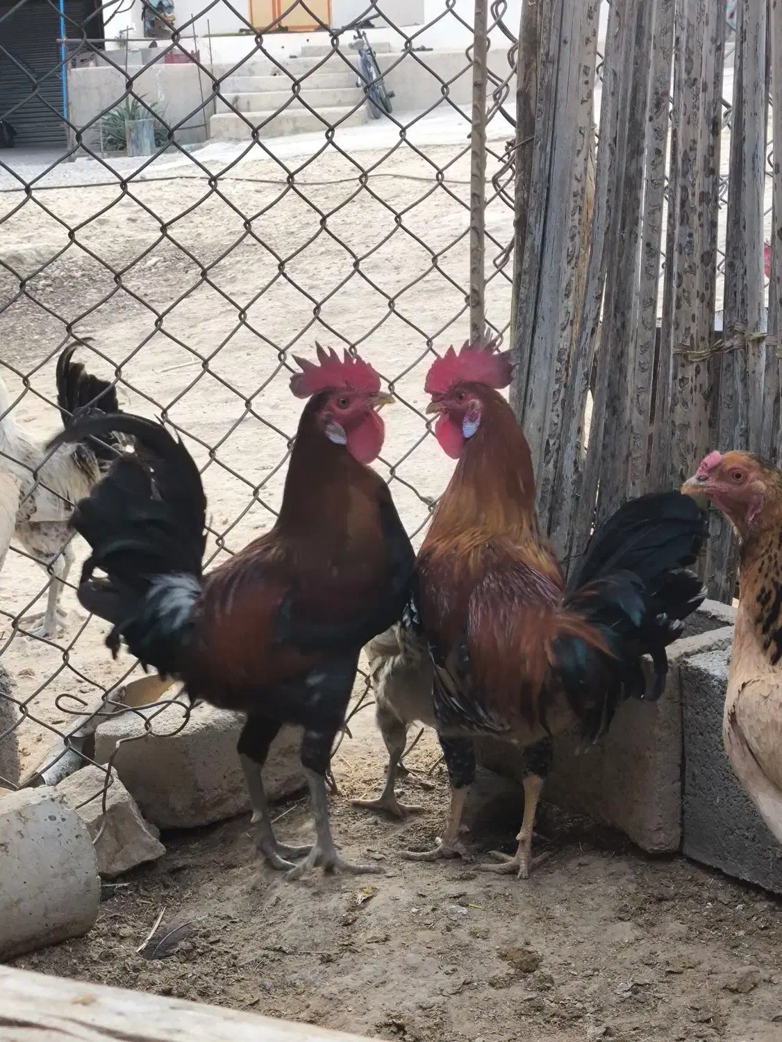 خروس محلی اصل|حیوانات مزرعه|شنبه و طسوج, |دیوار