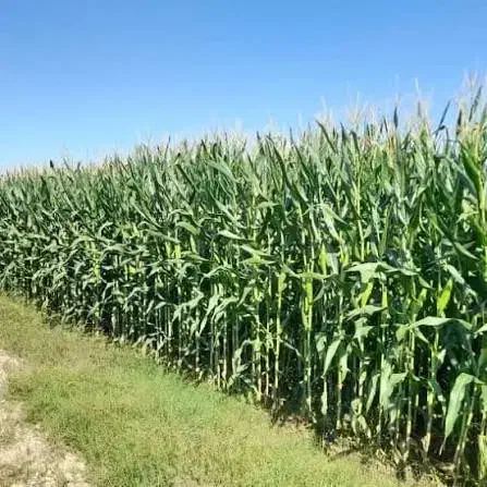 کود سیاه کامل ریشه|خدمات باغبانی و درختکاری|سرپل ذهاب, |دیوار