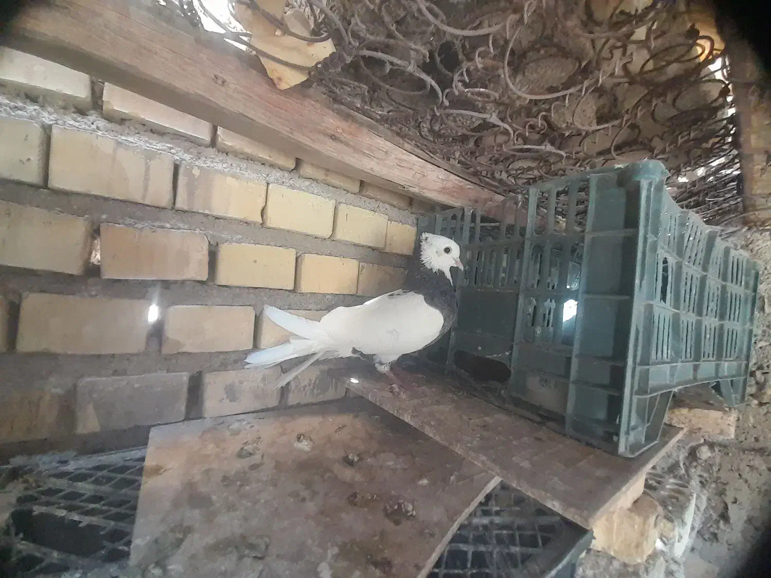 فروش کبوترسری ۱۵۰ تومان|پرنده|خرمشهر, |دیوار