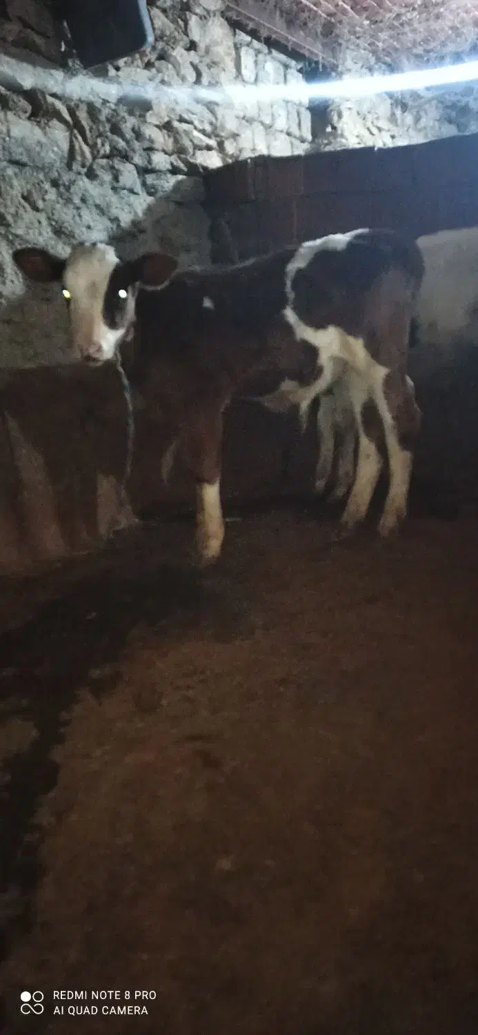 گاو وگوساله نر  گاو 3شکم 10کیلو شیر|حیوانات مزرعه|خاو و میرآباد, |دیوار