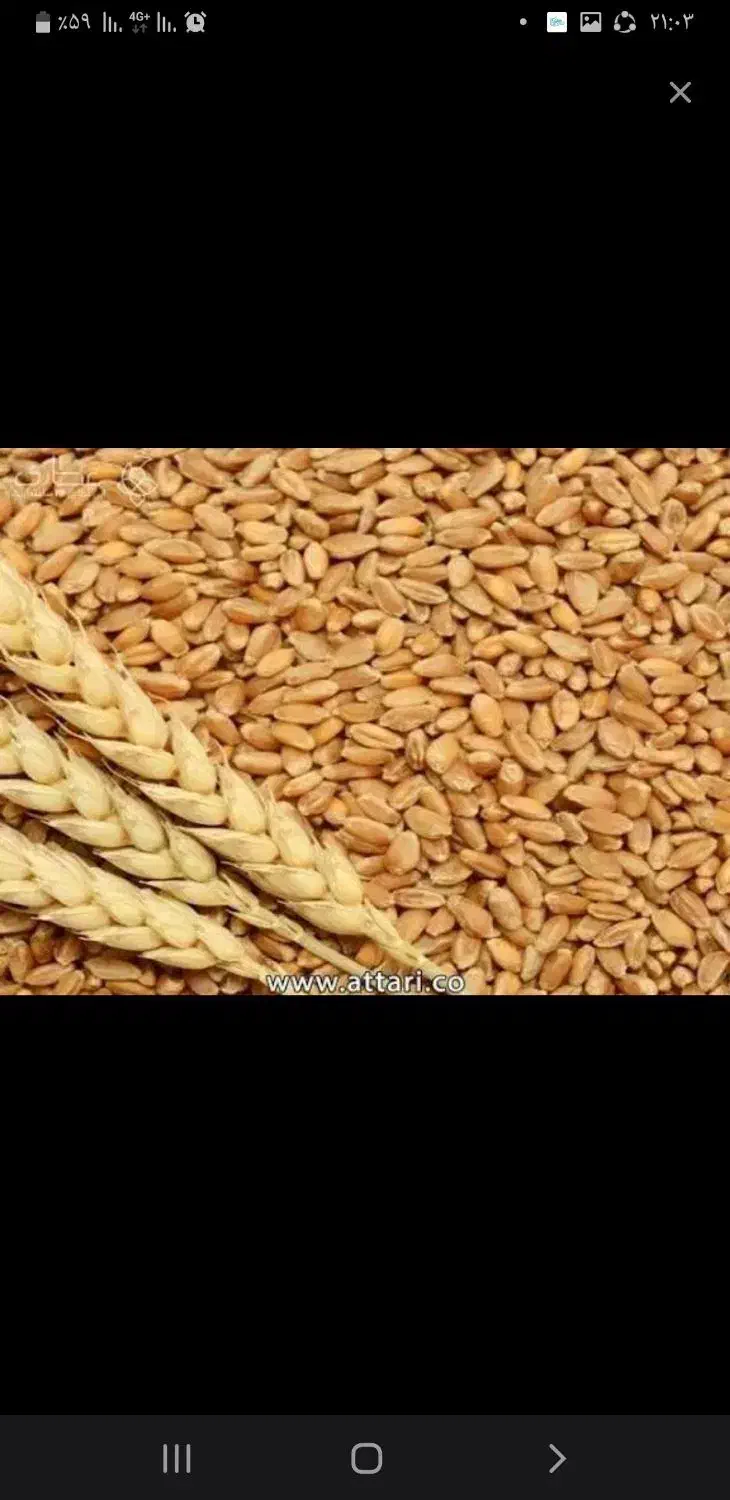 اجاره زمین کشاورزی آبی فرخ آباد دهلران|اجارهٔ دفتر صنعتی، کشاورزی، تجاری|دهلران, |دیوار