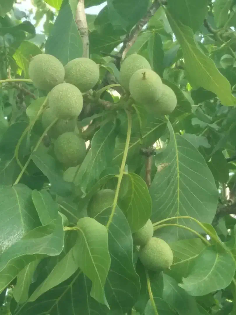 فروش نهال بذری گردو با ارزان ترین قیمت|خدمات باغبانی و درختکاری|سامان, |دیوار