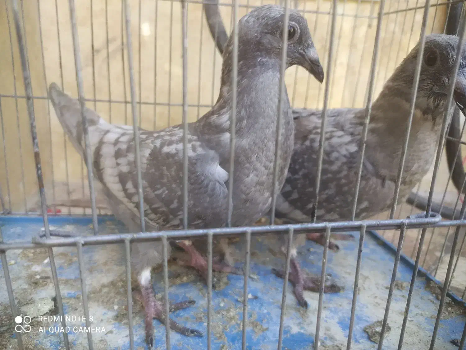 طاوسی|پرنده|آبپخش, |دیوار