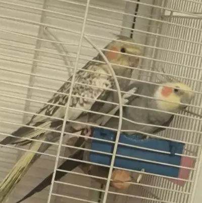 واگذاری|پرنده|شاهین دژ, |دیوار
