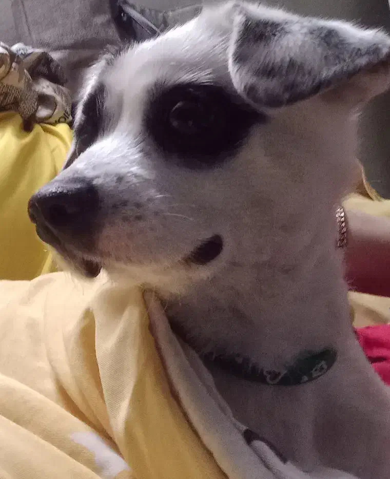 سگ پیدا شده|حیوانات|فردیس, شهرک ارم|دیوار