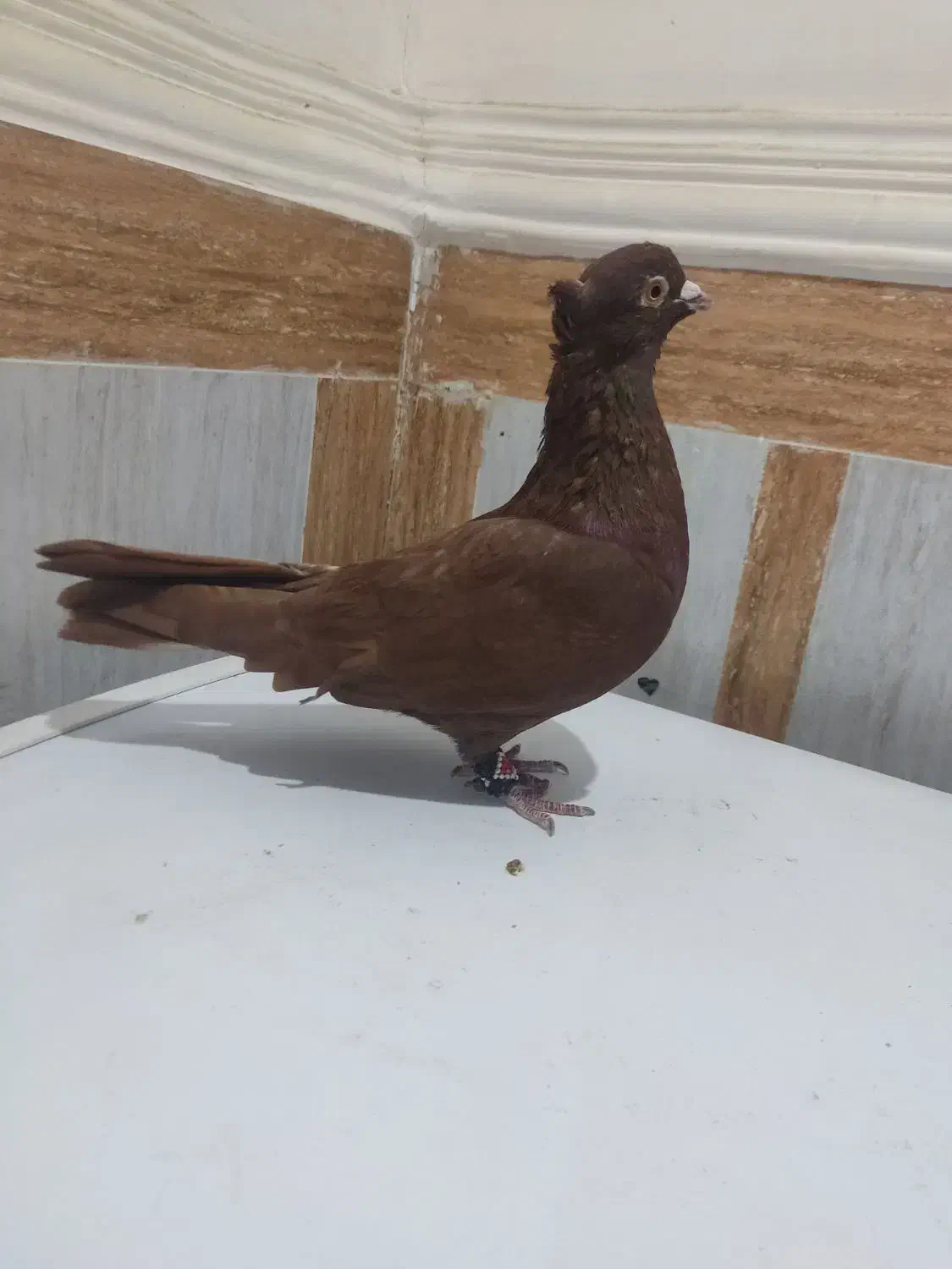 رنگی|پرنده|آبادان, |دیوار