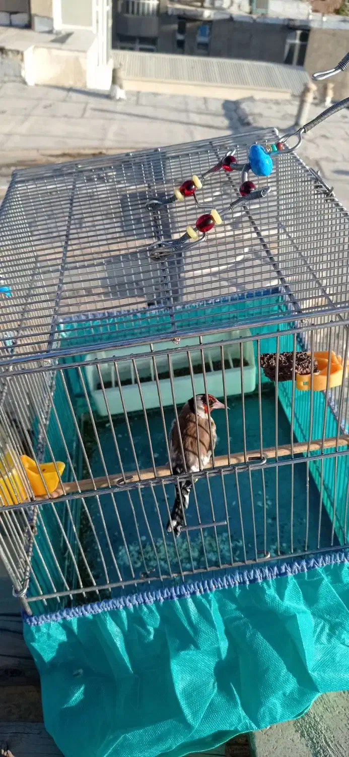 دوتاسیره جوجه قفس عطیقه|پرنده|کرمانشاه, |دیوار