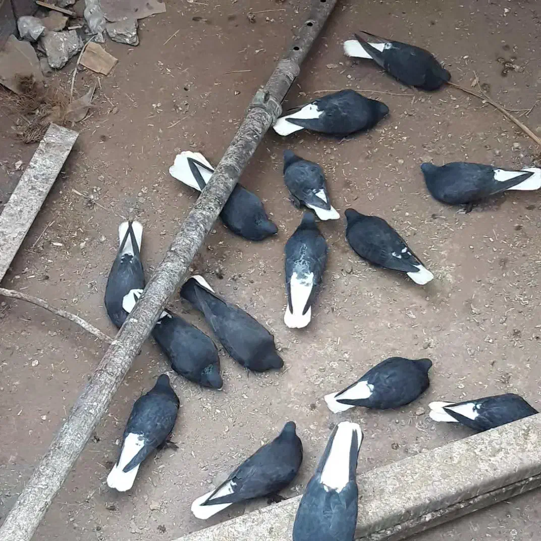 زاغ دم سفید|پرنده|نرماشیر, |دیوار