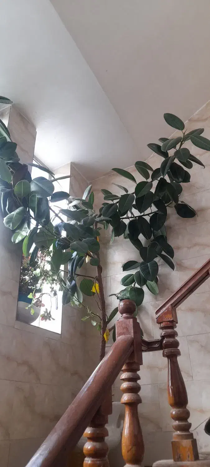 گل آپارتمانی|گل و گیاه طبیعی|شاهینشهر, گزبرخوار|دیوار