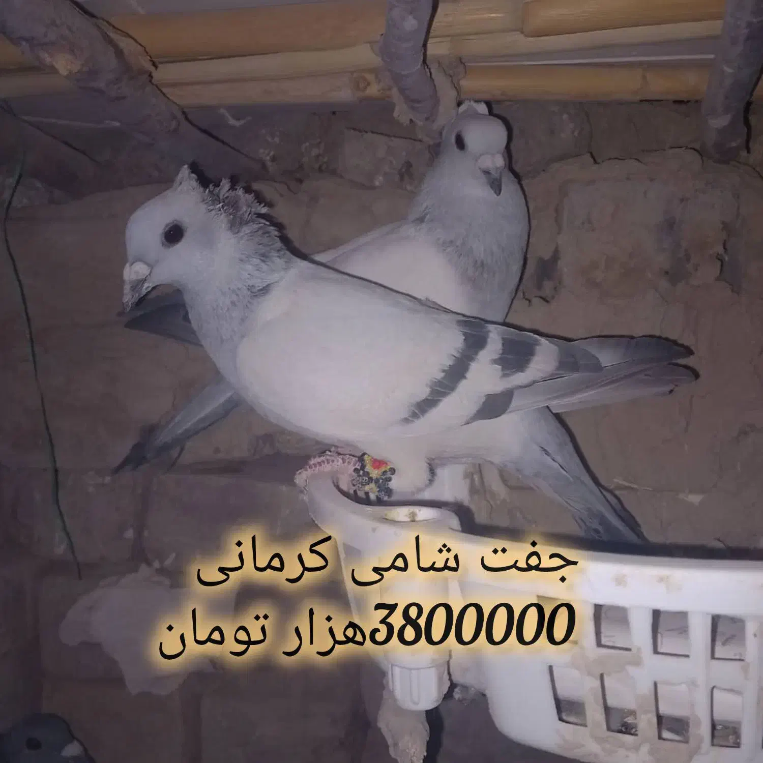 کبوترهای تروتمیز|پرنده|خاش, |دیوار