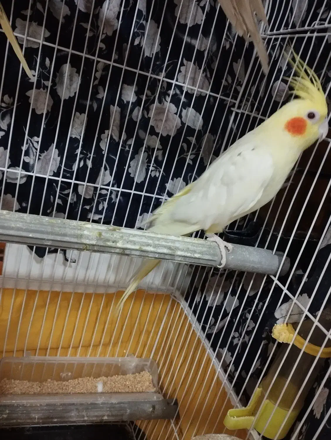 عروس هلندی|پرنده|خمینی‌شهر, |دیوار