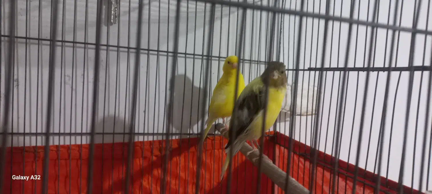 قنارری|پرنده|نسیم‌شهر, |دیوار