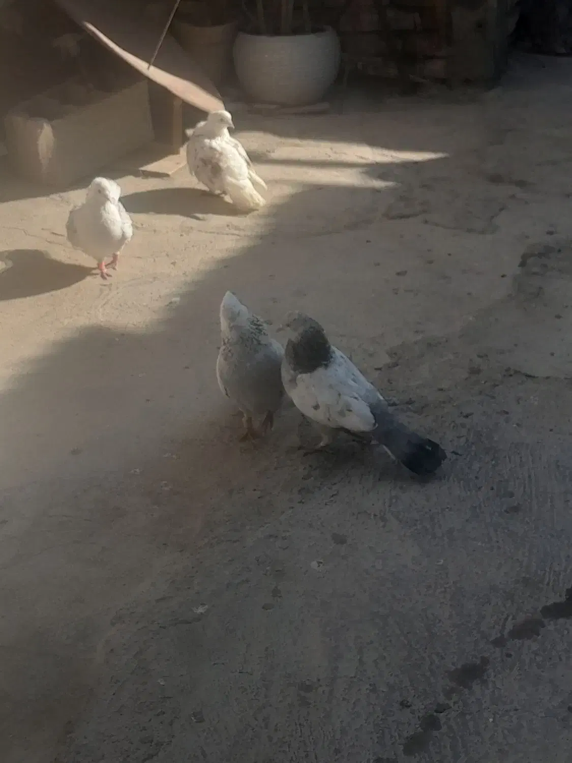 پشت هفترنگ قوچانی سینه ابی|پرنده|بجنورد, |دیوار