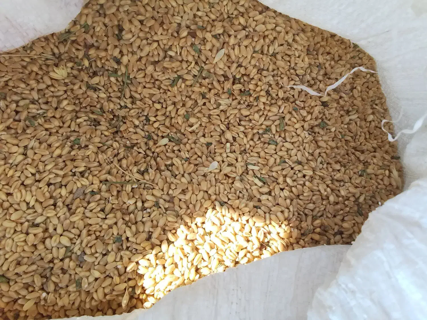 گندم دامی|عمده‌فروشی|هلالی, |دیوار