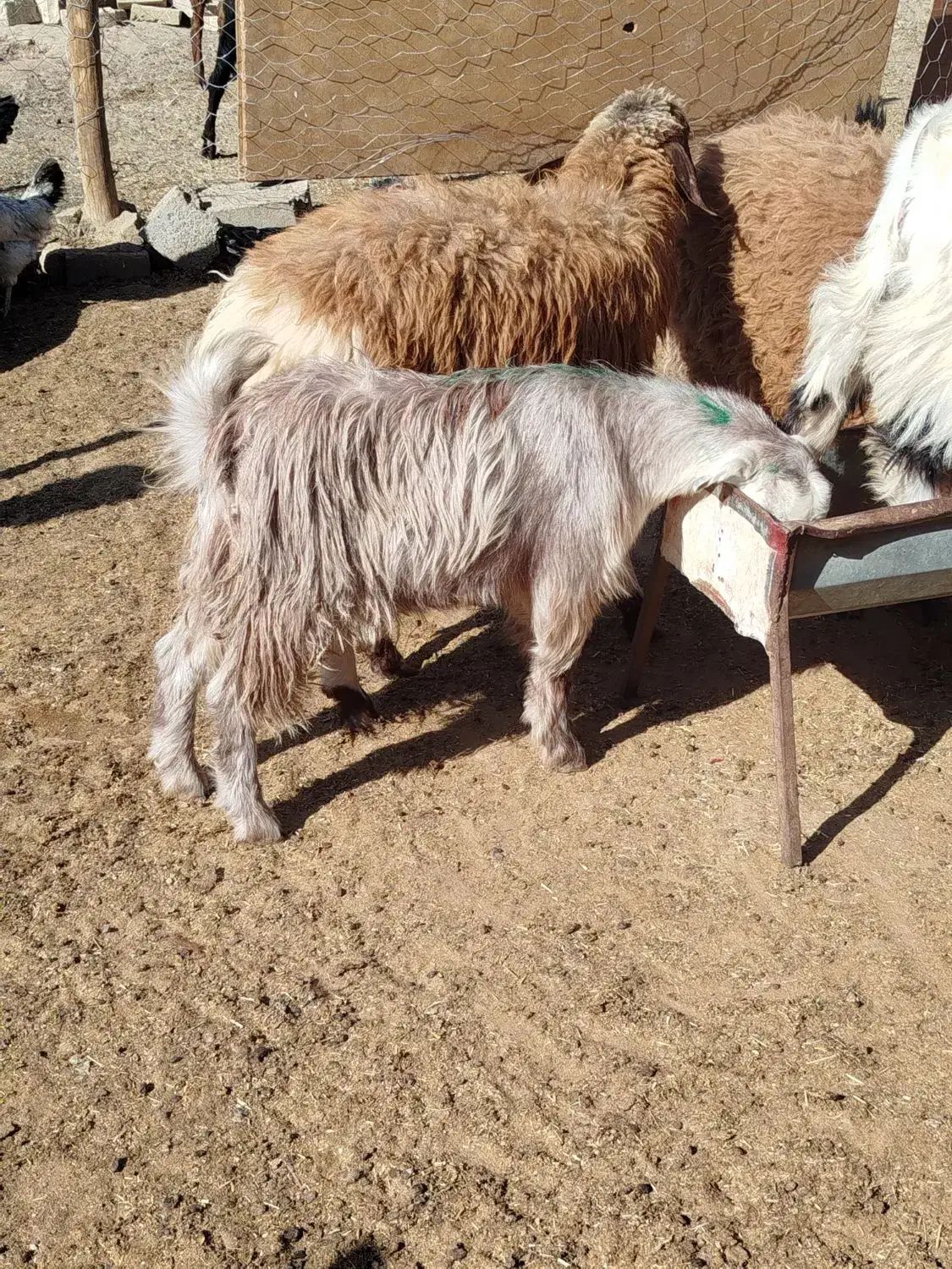 دو عدد بزغاله ماده|حیوانات مزرعه|سبزوار, قصبه شرقی|دیوار