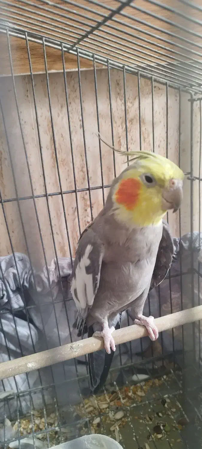 عروس هلندی سخنگو نر|پرنده|خلخال, |دیوار