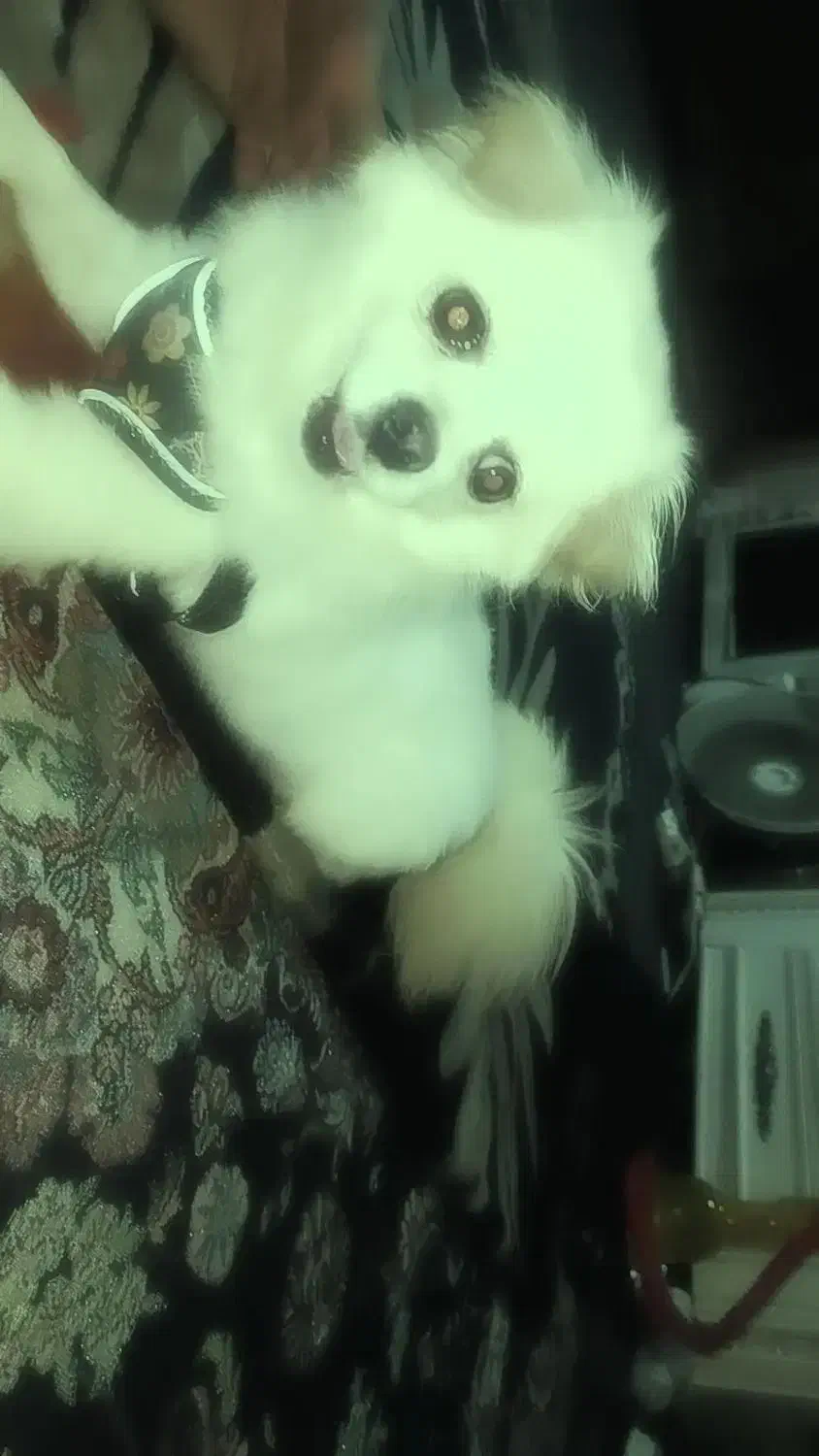 سگ  پامرماده|سگ|گرگان, |دیوار