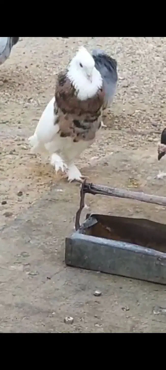 کبوتر طوقی شازده نرماده|پرنده|راهگان, |دیوار