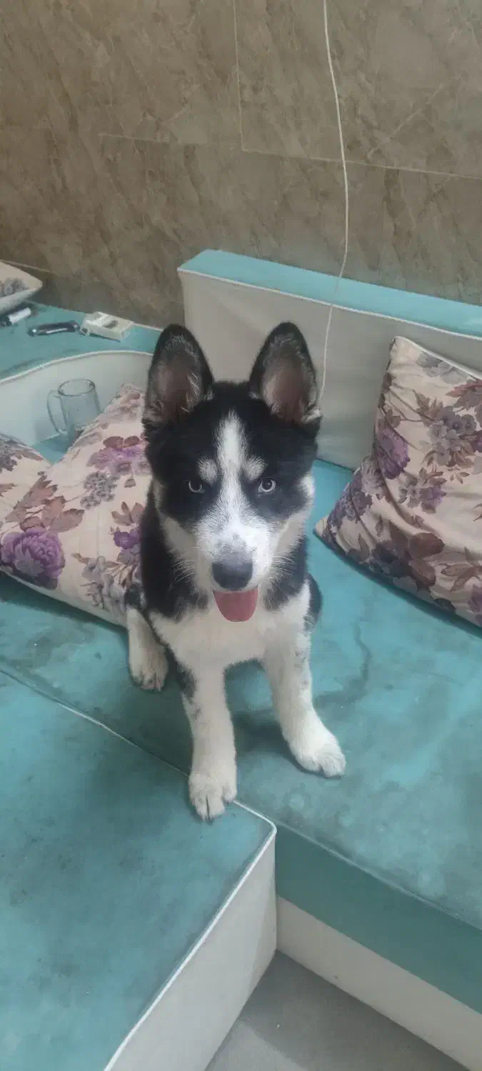 سگ هاسکی نر|سگ|تهران, فلاح|دیوار