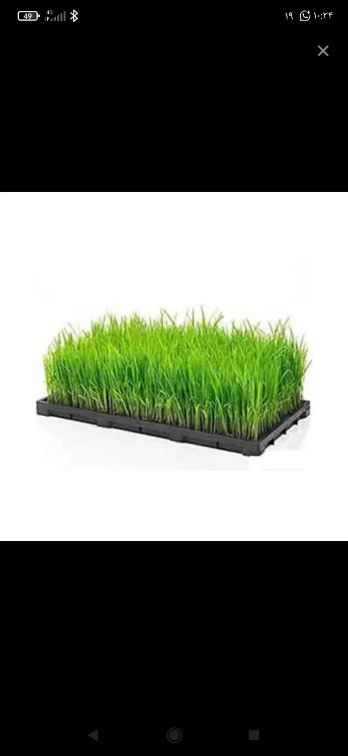 توم نشا|خدمات باغبانی و درختکاری|پره‌سر, |دیوار
