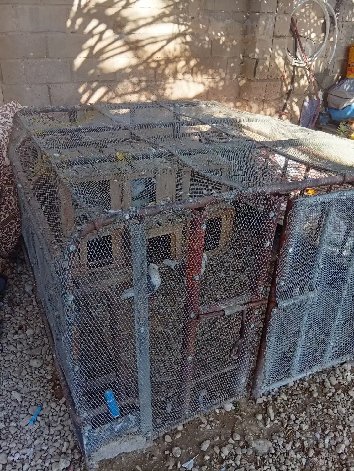 قفس|لوازم جانبی حیوانات|کردیان, |دیوار