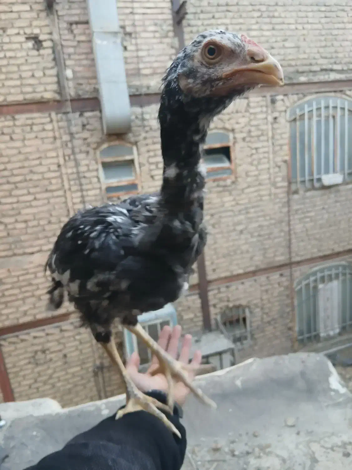 جوجه خروس و مرغ لاری|حیوانات مزرعه|تهران, فرحزاد|دیوار