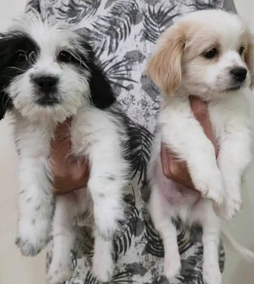 توله اشپیتز و شیتزوکراس|سگ|شیراز, پودنک|دیوار