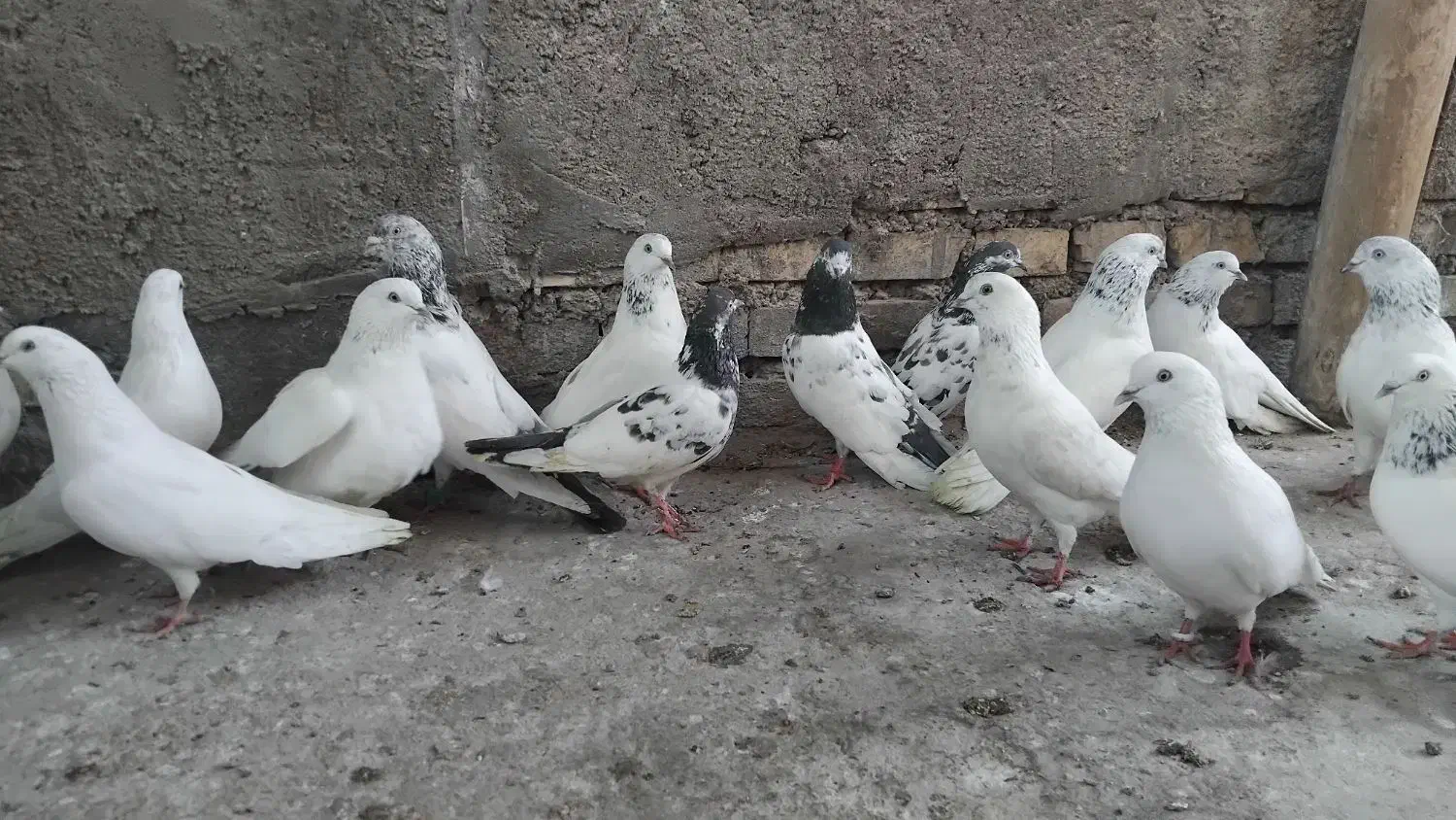 پاکستانی|پرنده|اندیمشک, |دیوار