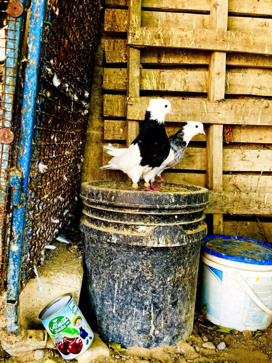 فروش دمی دوکت طوقی|پرنده|لامرد, |دیوار