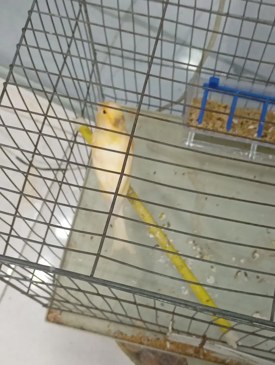 قناری|پرنده|شوشتر, |دیوار