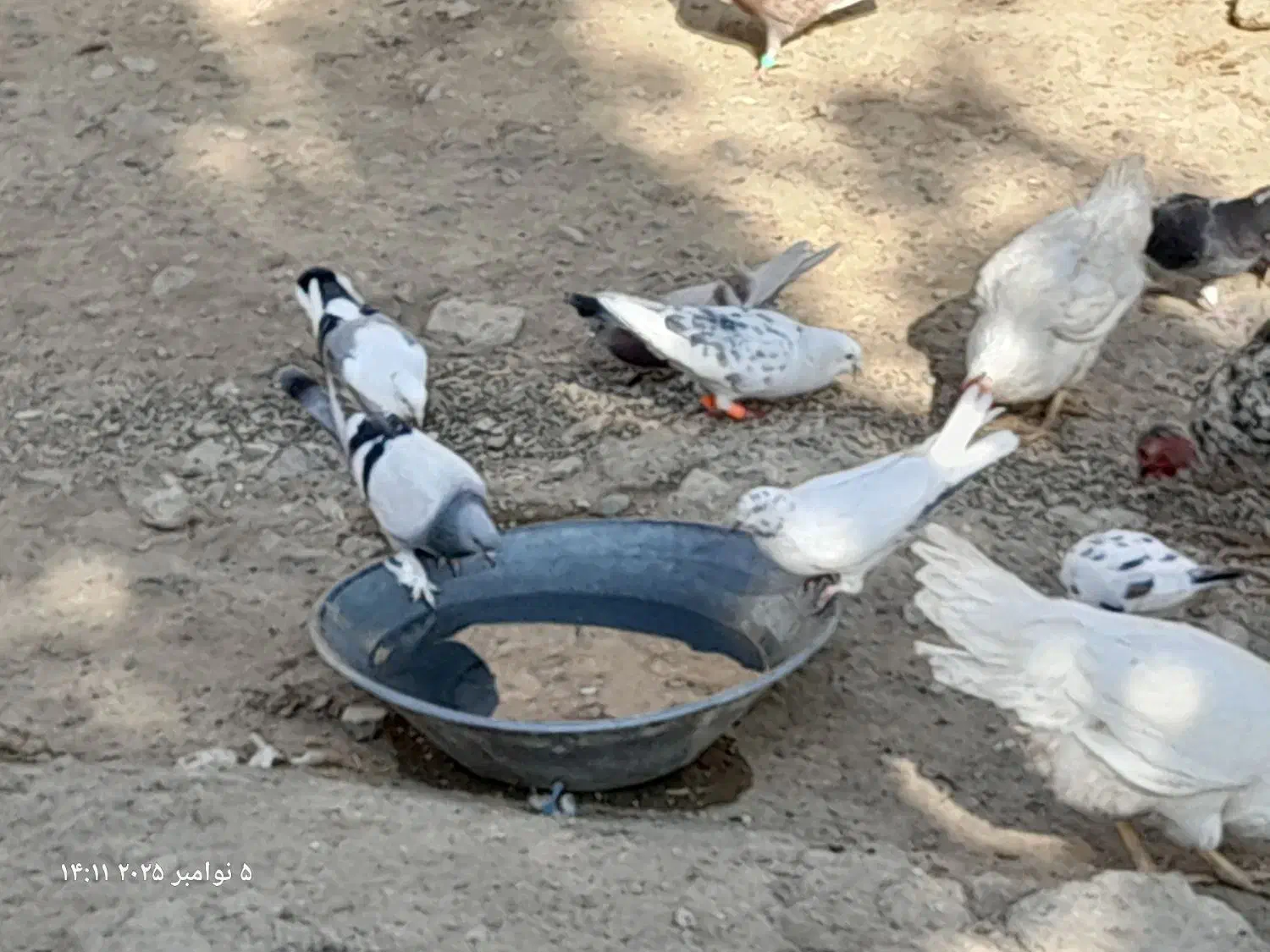 کبوتر پرشی و مسافتی|پرنده|محمدبار, |دیوار