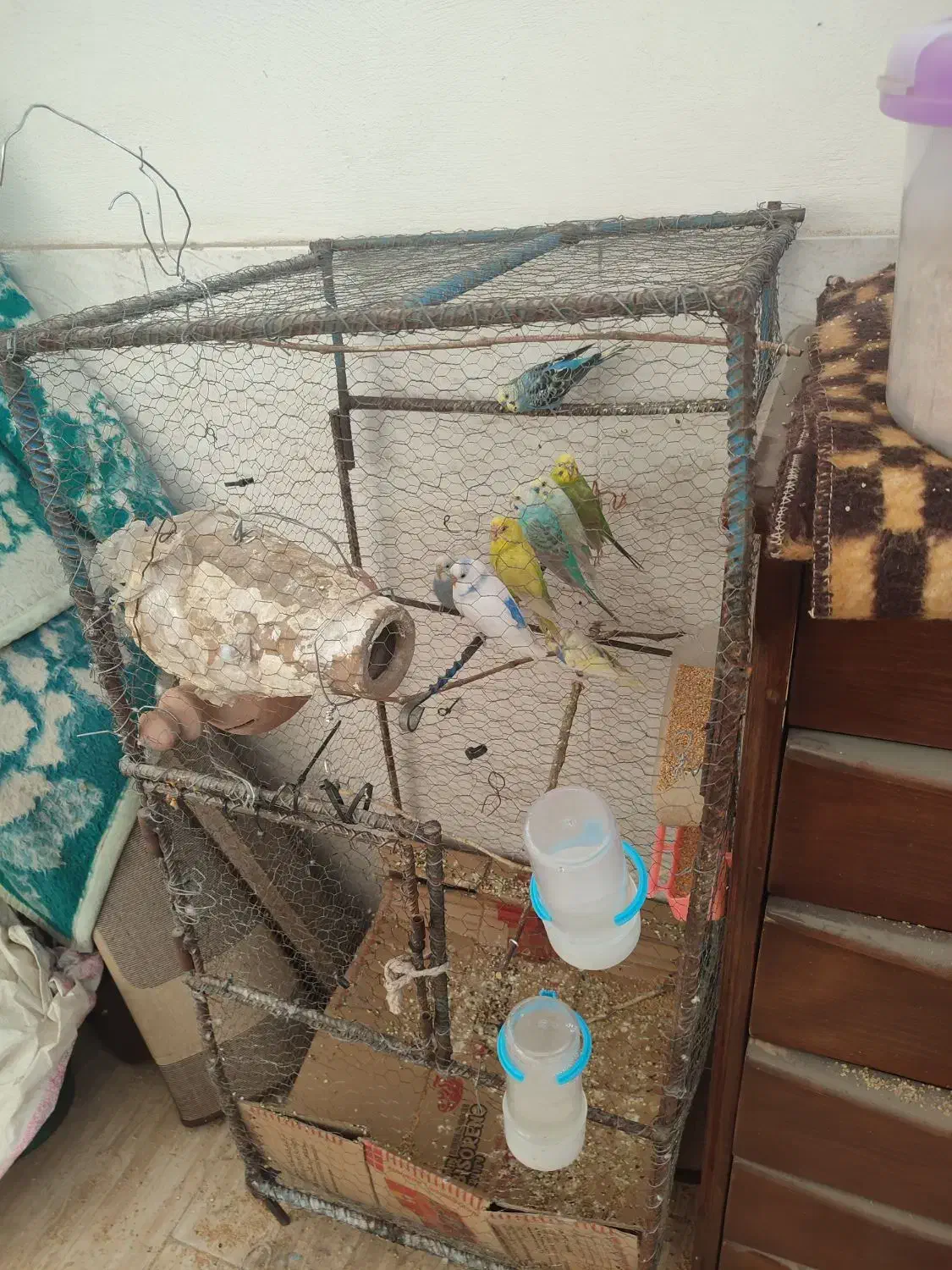 مرغ عشق|پرنده|گنبد کاووس, |دیوار