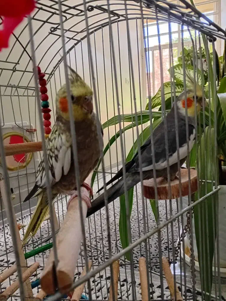 پرنده زینتی|پرنده|زرقان, |دیوار