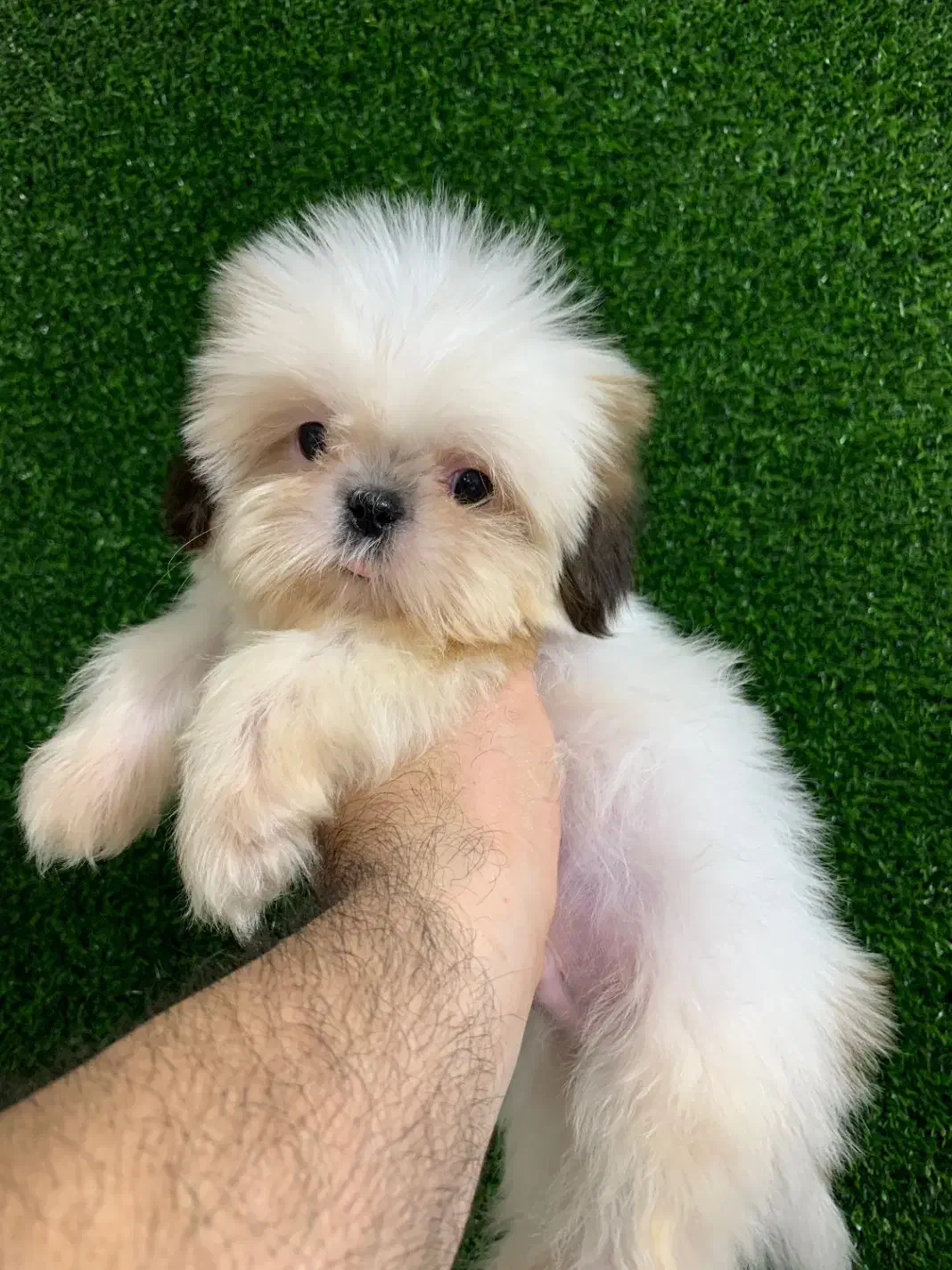 سگ های آپارتمانی|سگ|رشت, لاکانی|دیوار