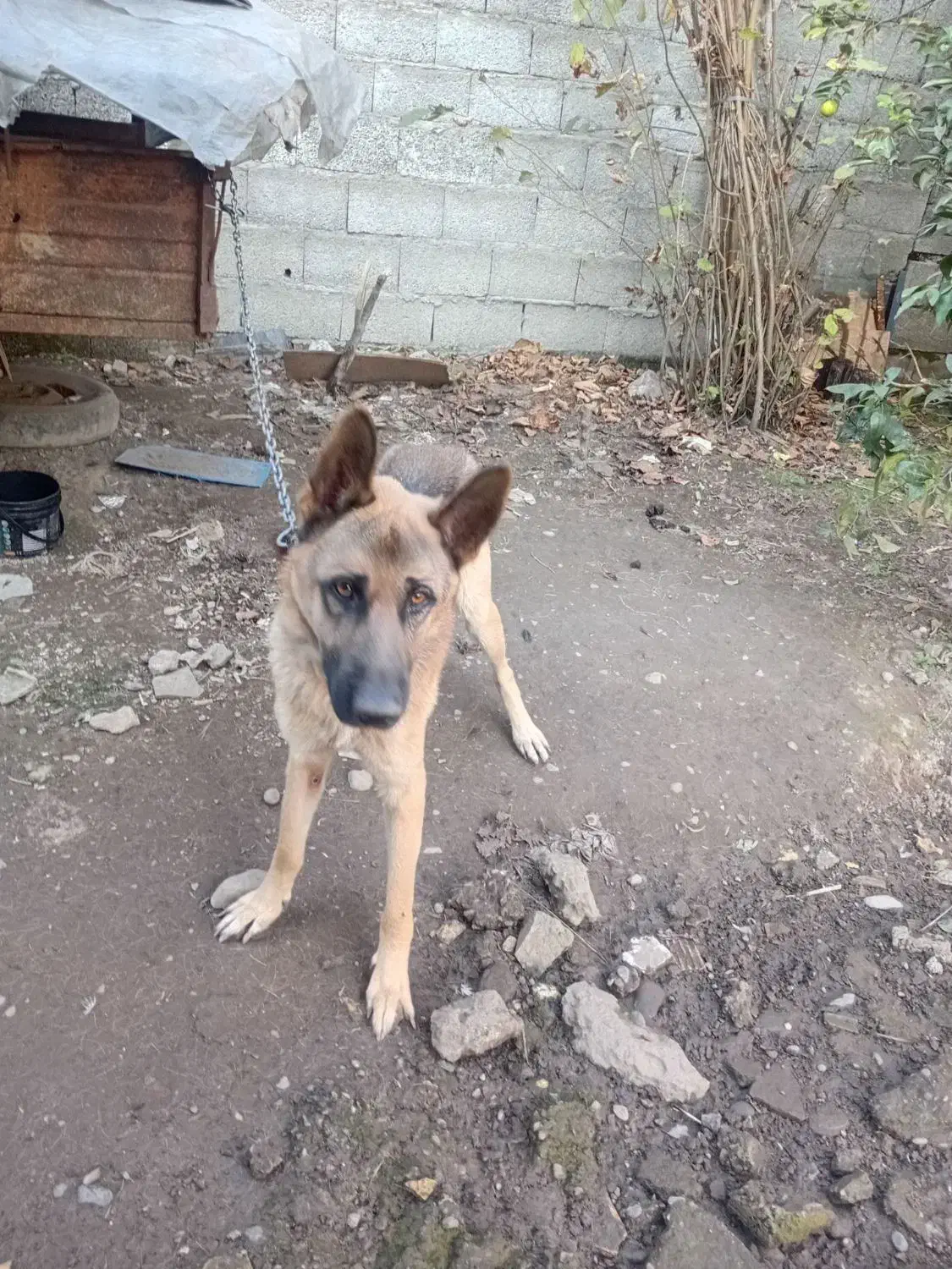 یه سگ ژرمن نر باهوش و حرف گوش کن|سگ|لاهیجان, بازکیاگوراب|دیوار