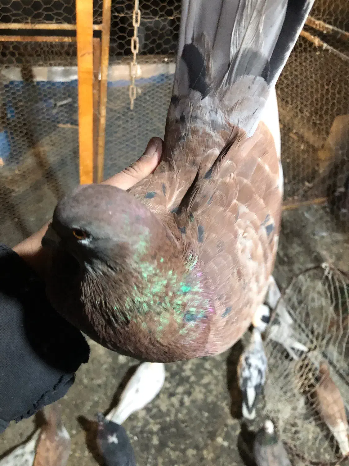 کبوتر یجایی و تکی زردی ،سرخ سرور تهرانی طوقی|پرنده|فردیس, فردیس|دیوار