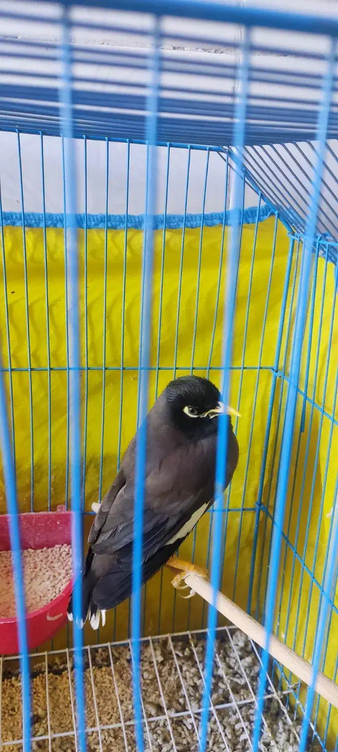 پرنده|پرنده|بم, |دیوار