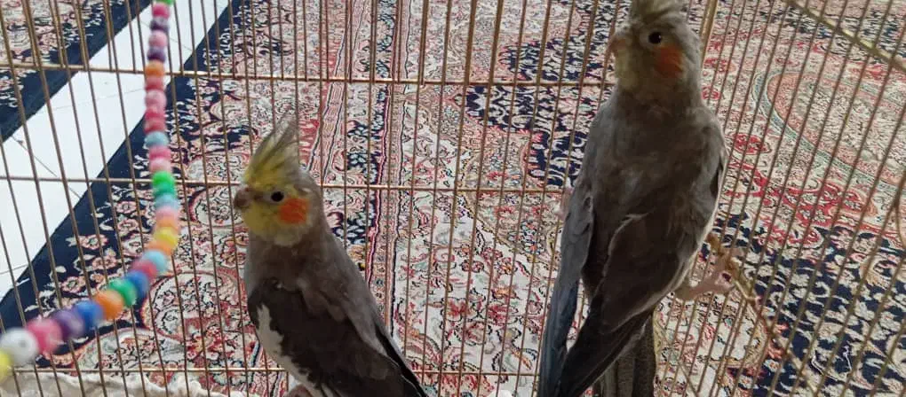 یک جفت عروس هلندی|پرنده|پیشوا, |دیوار