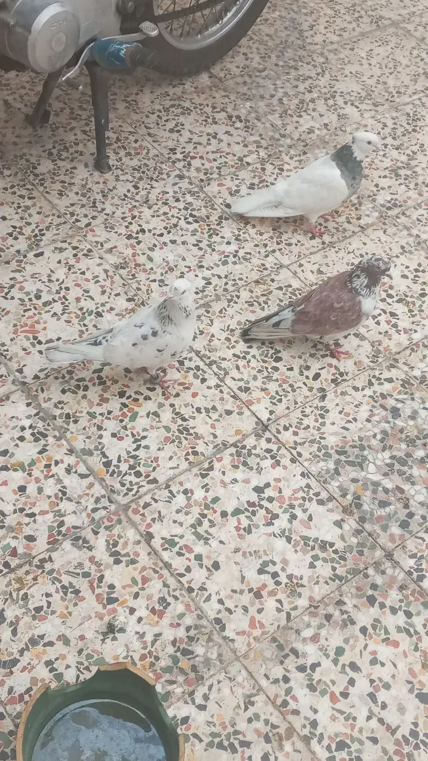 کبوتر|پرنده|اندیمشک, |دیوار