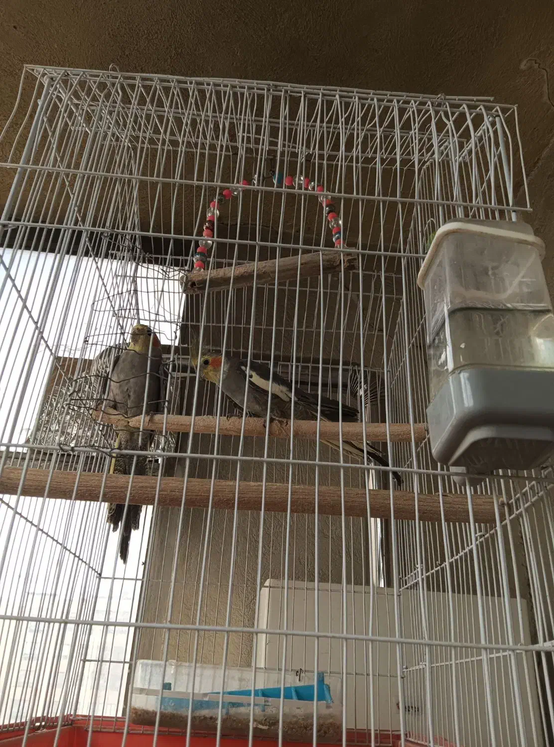 عروس هلندی|پرنده|قم, سالاریه|دیوار