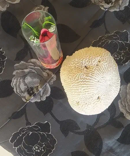 سنگ مرجان و گل|مجسمه، تندیس، ماکت|اصفهان, شاه پسند|دیوار