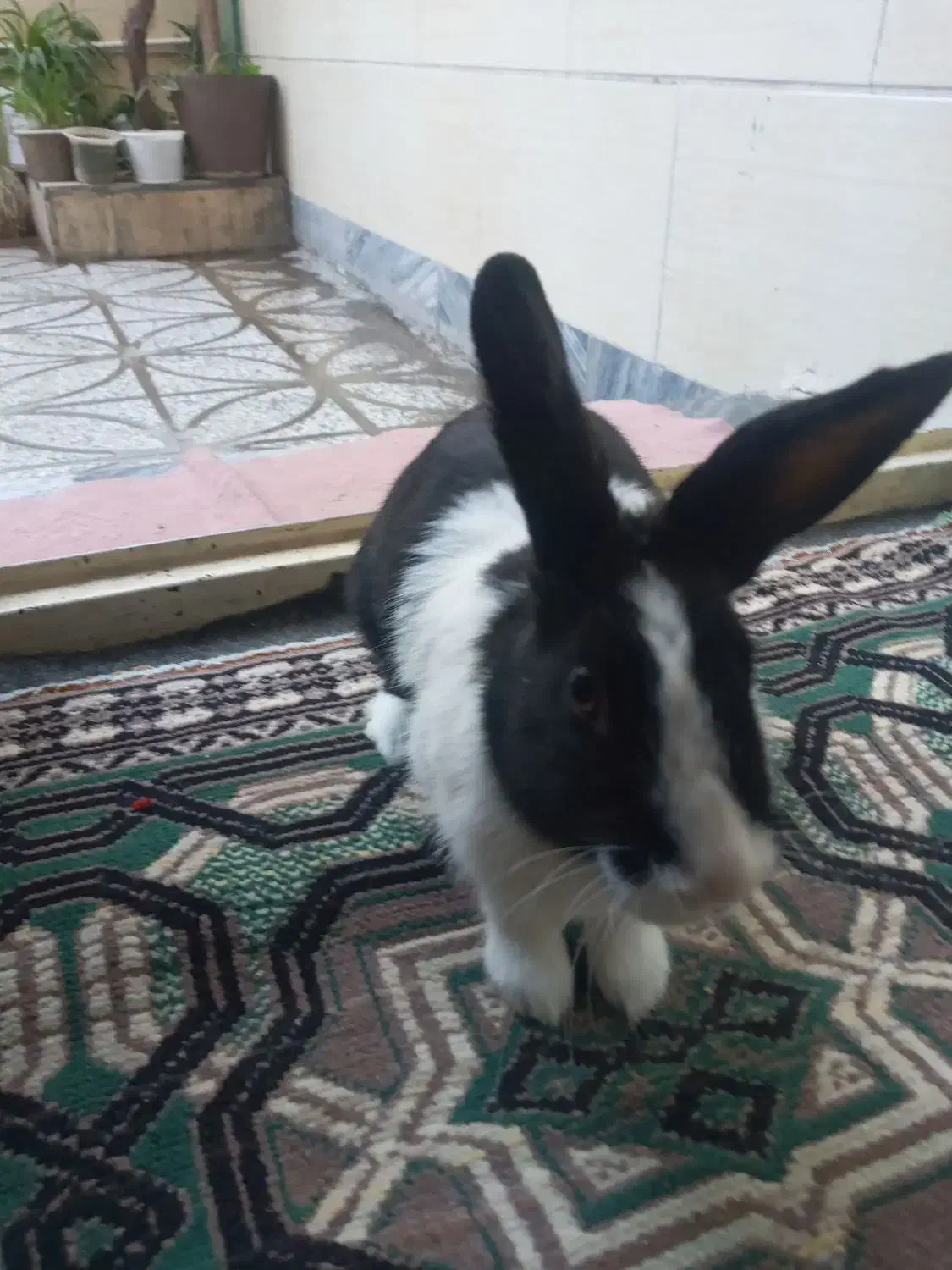 خرگوش|موش و خرگوش|بروجرد, |دیوار