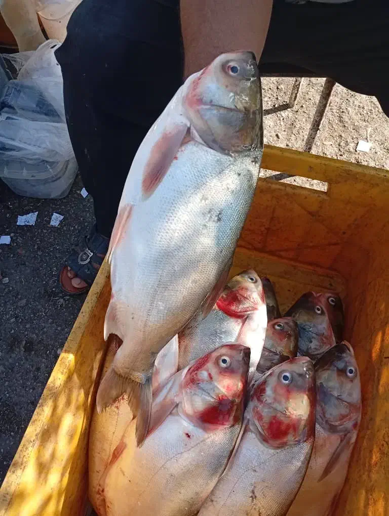 ماهی قزل تازه|ماهی|بندر ماهشهر, |دیوار